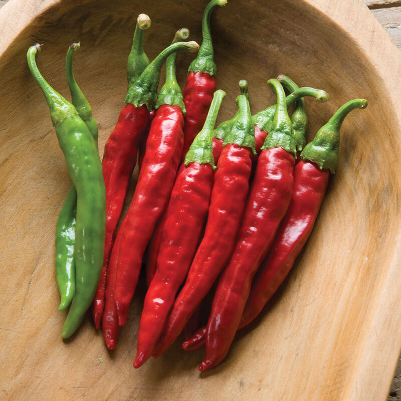Red Rocket – Organic Cayenne Pepper Seed